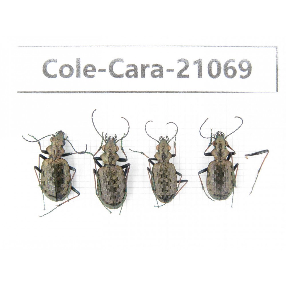 Carabidae sp. China, Yunnan, Xiangerila, Mt.Daxueshan. 4Pcs. Cole-Cara-21069.