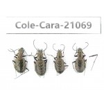 Carabidae sp. China, Yunnan, Xiangerila, Mt.Daxueshan. 4Pcs. Cole-Cara-21069.