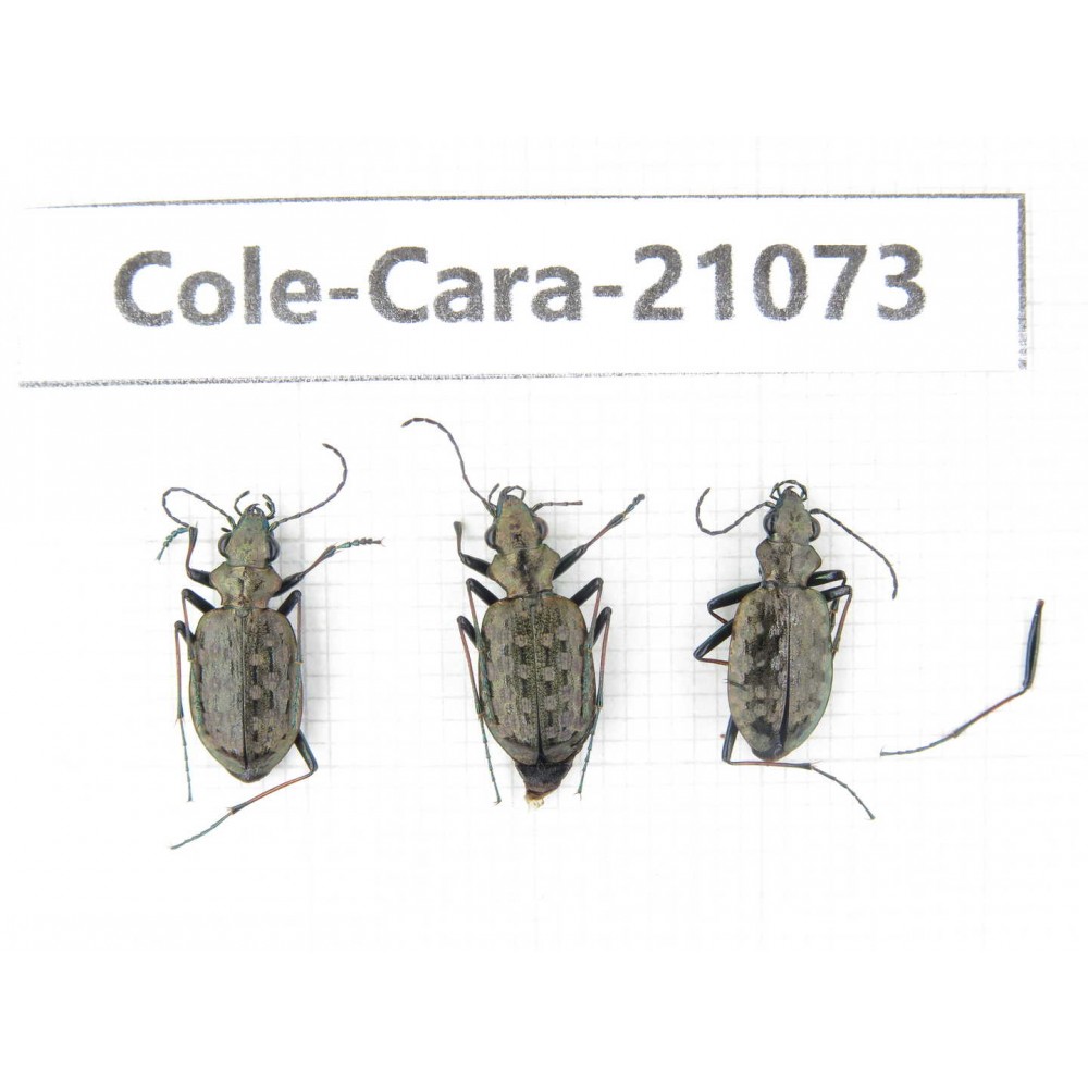 Carabidae sp. China, Yunnan, Xiangerila, Mt.Daxueshan. 3Pcs. Cole-Cara-21073.