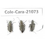 Carabidae sp. China, Yunnan, Xiangerila, Mt.Daxueshan. 3Pcs. Cole-Cara-21073.