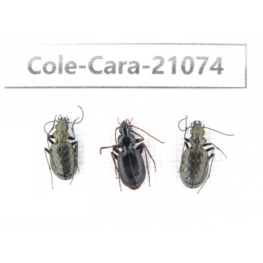 Carabidae sp. China, Yunnan, Xiangerila, Mt.Daxueshan. 3Pcs. Cole-Cara-21074.
