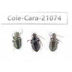 Carabidae sp. China, Yunnan, Xiangerila, Mt.Daxueshan. 3Pcs. Cole-Cara-21074.