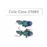 Carabidae sp. China, Yunnan, Dehong, Longchuan county. 2Pcs. Cole-Cara-21085.