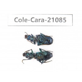 Carabidae sp. China, Yunnan, Dehong, Longchuan county. 2Pcs. Cole-Cara-21085.