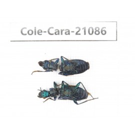 Carabidae sp. China, Yunnan, Dehong, Longchuan county. 2Pcs. Cole-Cara-21086.