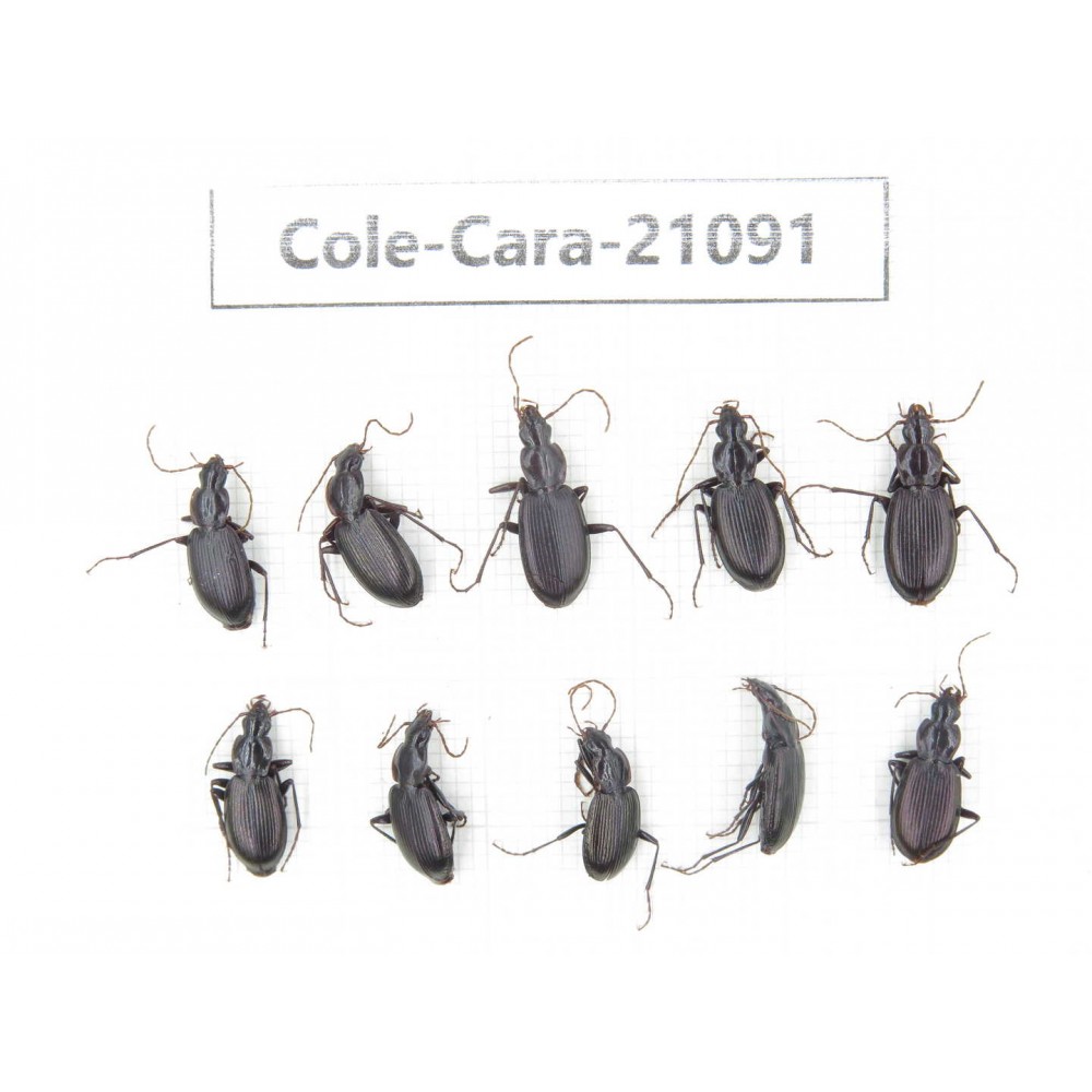Carabidae sp. China, Yunnan, Xiangerila, Mt.Baimaxueshan. 10Pcs. Cole-Cara-21091.