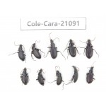 Carabidae sp. China, Yunnan, Xiangerila, Mt.Baimaxueshan. 10Pcs. Cole-Cara-21091.
