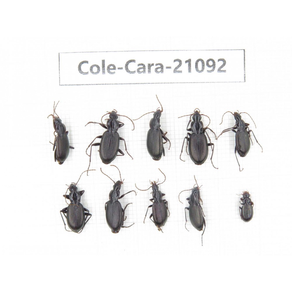 Carabidae sp. China, Yunnan, Xiangerila, Mt.Baimaxueshan. 10Pcs. Cole-Cara-21092.