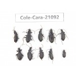 Carabidae sp. China, Yunnan, Xiangerila, Mt.Baimaxueshan. 10Pcs. Cole-Cara-21092.