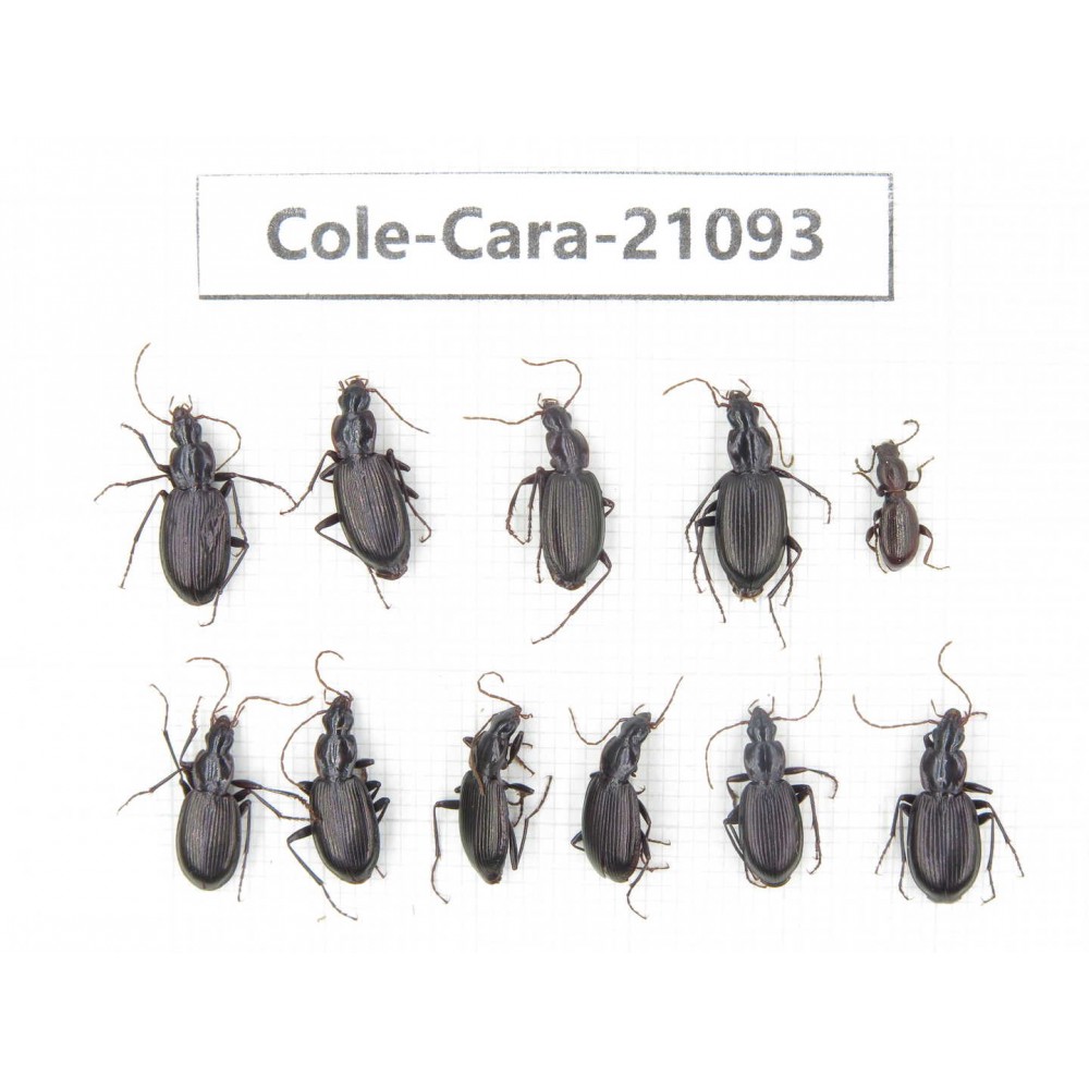 Carabidae sp. China, Yunnan, Xiangerila, Mt.Baimaxueshan. 11Pcs. Cole-Cara-21093.