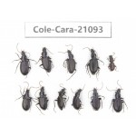 Carabidae sp. China, Yunnan, Xiangerila, Mt.Baimaxueshan. 11Pcs. Cole-Cara-21093.