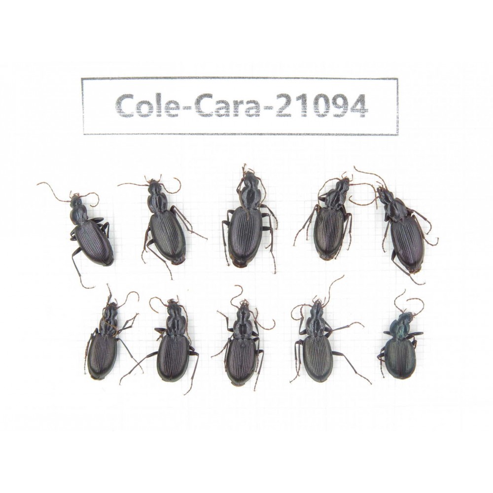 Carabidae sp. China, Yunnan, Xiangerila, Mt.Baimaxueshan. 10Pcs. Cole-Cara-21094.