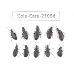 Carabidae sp. China, Yunnan, Xiangerila, Mt.Baimaxueshan. 10Pcs. Cole-Cara-21094.