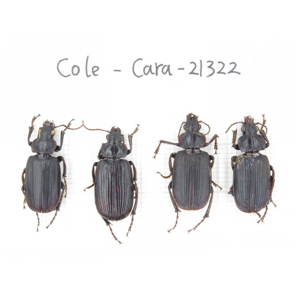 Carabidae sp. China, Yunnan, Dehong, Longchuan county. 4Pcs. Cole-Cara-21322.