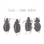 Carabidae sp. China, Yunnan, Dehong, Longchuan county. 4Pcs. Cole-Cara-21322.