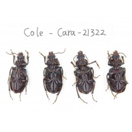 Carabidae sp. China, Yunnan, Dehong, Longchuan county. 4Pcs. Cole-Cara-21322.