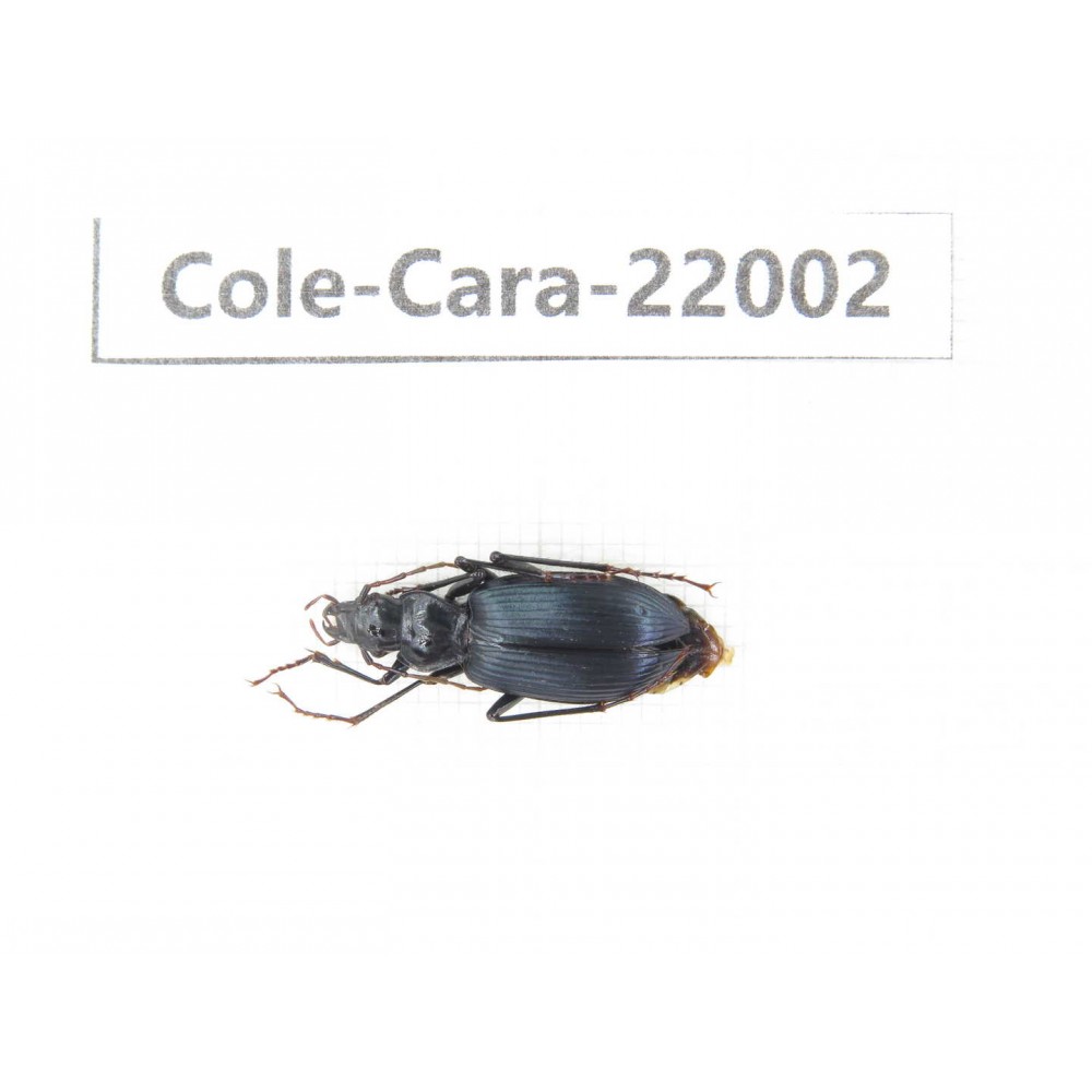 Carabidae sp. China, Tibet, Linzhi, Bomi county. 1Pcs. Cole-Cara-22002.