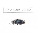 Carabidae sp. China, Tibet, Linzhi, Bomi county. 1Pcs. Cole-Cara-22002.