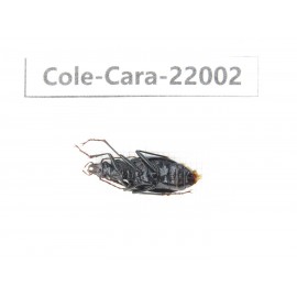 Carabidae sp. China, Tibet, Linzhi, Bomi county. 1Pcs. Cole-Cara-22002.
