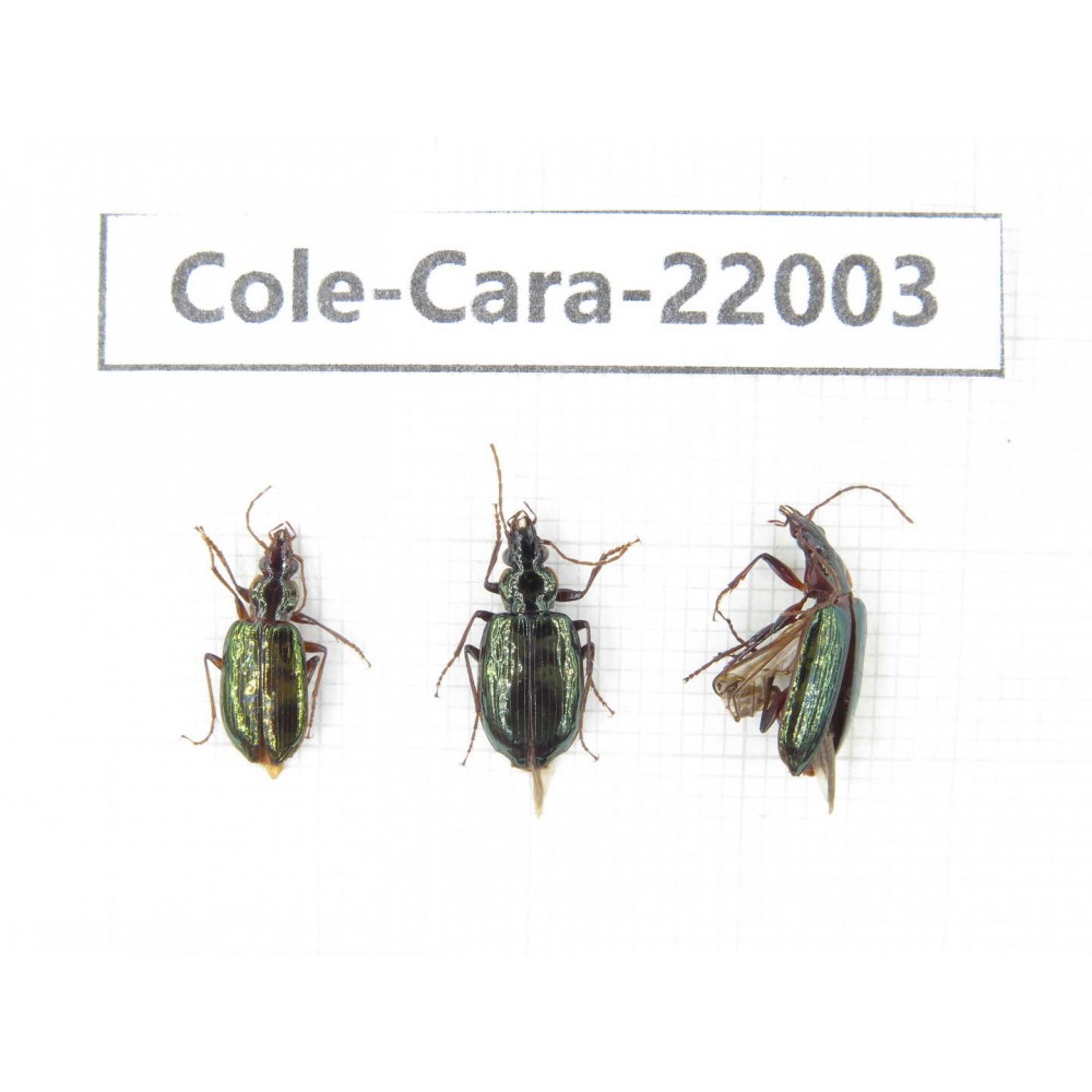 Carabidae sp. China, Tibet, Linzhi, Bomi county. 3Pcs. Cole-Cara-22003.
