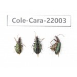 Carabidae sp. China, Tibet, Linzhi, Bomi county. 3Pcs. Cole-Cara-22003.