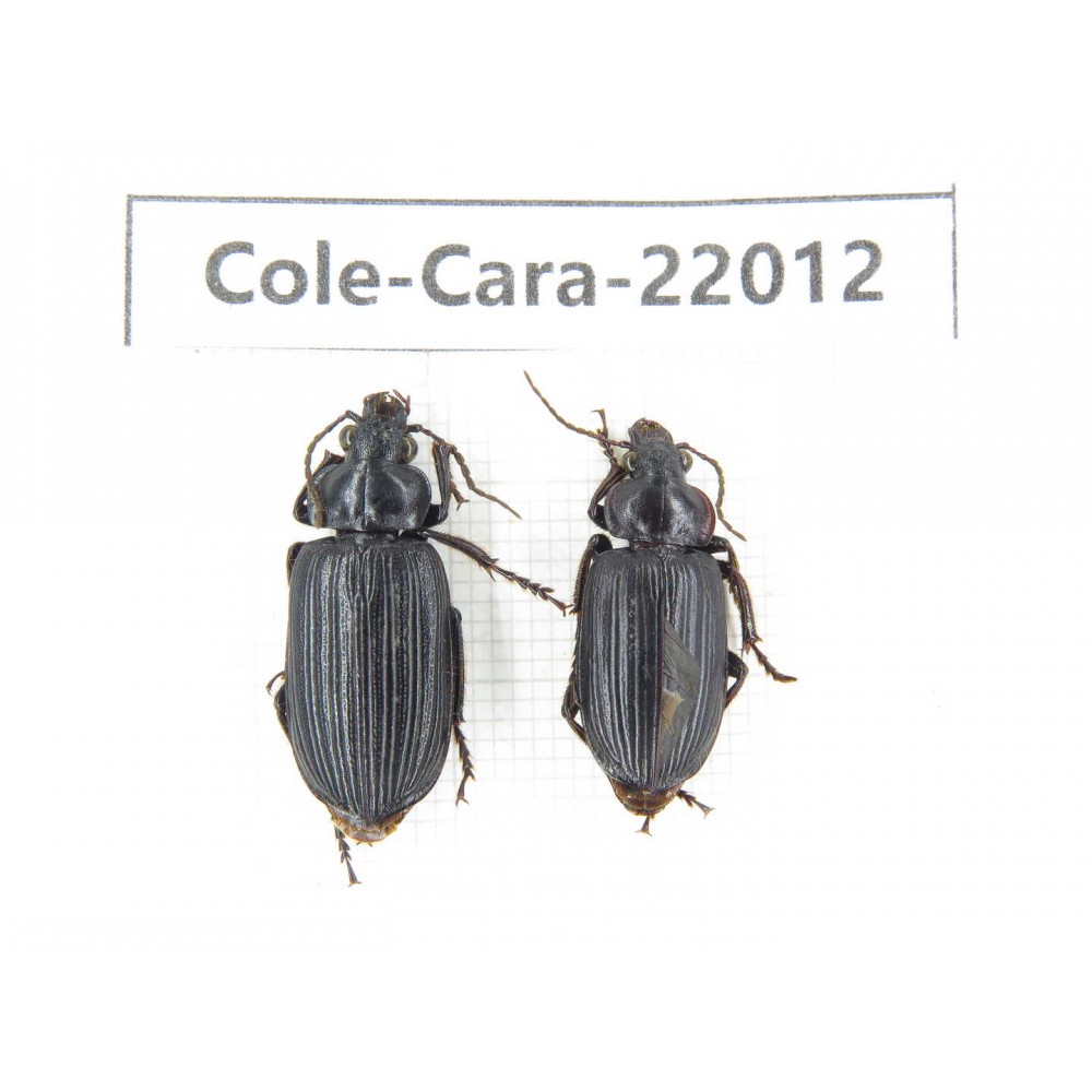 Carabidae sp. China, Yunnan, Yuxi, Xinping county. 2Pcs. Cole-Cara-22012.