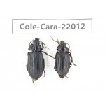 Carabidae sp. China, Yunnan, Yuxi, Xinping county. 2Pcs. Cole-Cara-22012.