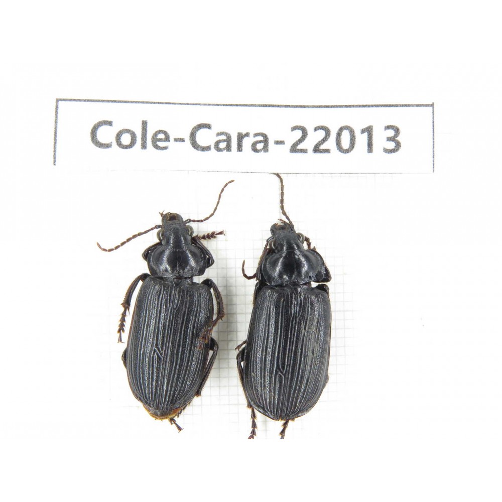 Carabidae sp. China, Yunnan, Yuxi, Xinping county. 2Pcs. Cole-Cara-22013.