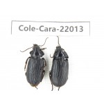 Carabidae sp. China, Yunnan, Yuxi, Xinping county. 2Pcs. Cole-Cara-22013.
