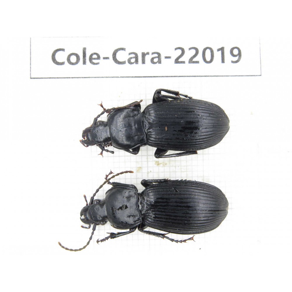 Carabidae sp. China, Gansu, Longnan, Wenxian county.2Pcs. Cole-Cara-22019.
