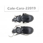 Carabidae sp. China, Gansu, Longnan, Wenxian county.2Pcs. Cole-Cara-22019.