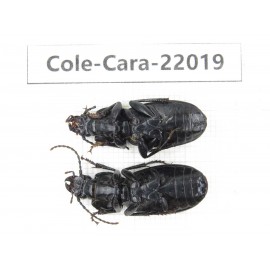 Carabidae sp. China, Gansu, Longnan, Wenxian county.2Pcs. Cole-Cara-22019.