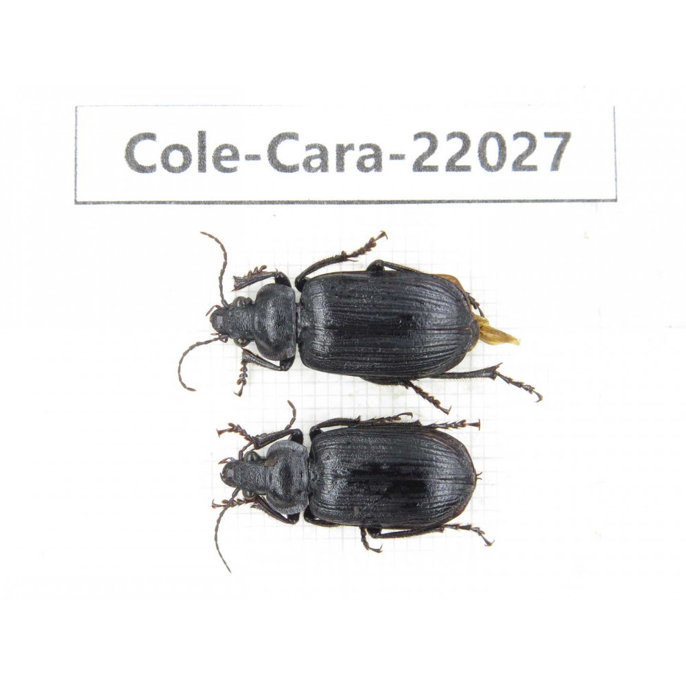 Carabidae sp. China, Yunnan, Dehong, Yingjiang county. 2Pcs. Cole-Cara-22027.