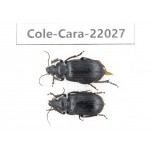 Carabidae sp. China, Yunnan, Dehong, Yingjiang county. 2Pcs. Cole-Cara-22027.