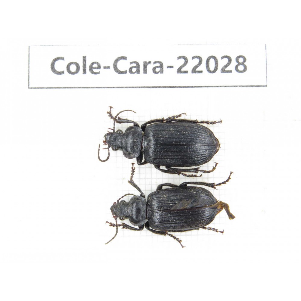 Carabidae sp. China, Yunnan, Dehong, Yingjiang county. 2Pcs. Cole-Cara-22028.