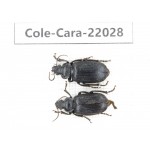 Carabidae sp. China, Yunnan, Dehong, Yingjiang county. 2Pcs. Cole-Cara-22028.