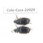 Carabidae sp. China, Yunnan, Dehong, Yingjiang county. 2Pcs. Cole-Cara-22029.