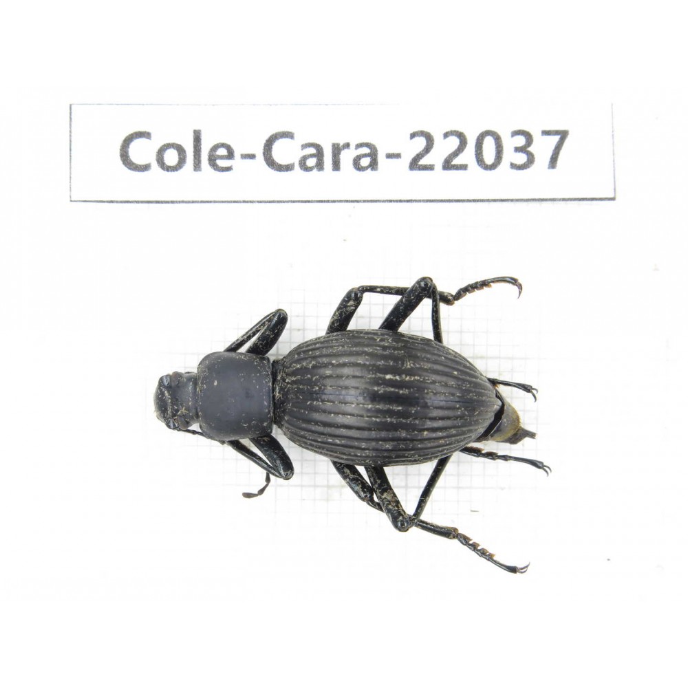 Carabidae sp. China, Yunnan, Dehong, Yingjiang county. 1Pcs. Cole-Cara-22037.