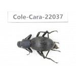 Carabidae sp. China, Yunnan, Dehong, Yingjiang county. 1Pcs. Cole-Cara-22037.
