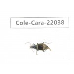 Carabidae sp. China, Yunnan, Dehong, Yingjiang county. 1Pcs. Cole-Cara-22038.