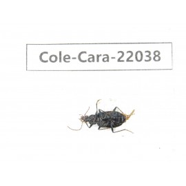 Carabidae sp. China, Yunnan, Dehong, Yingjiang county. 1Pcs. Cole-Cara-22038.