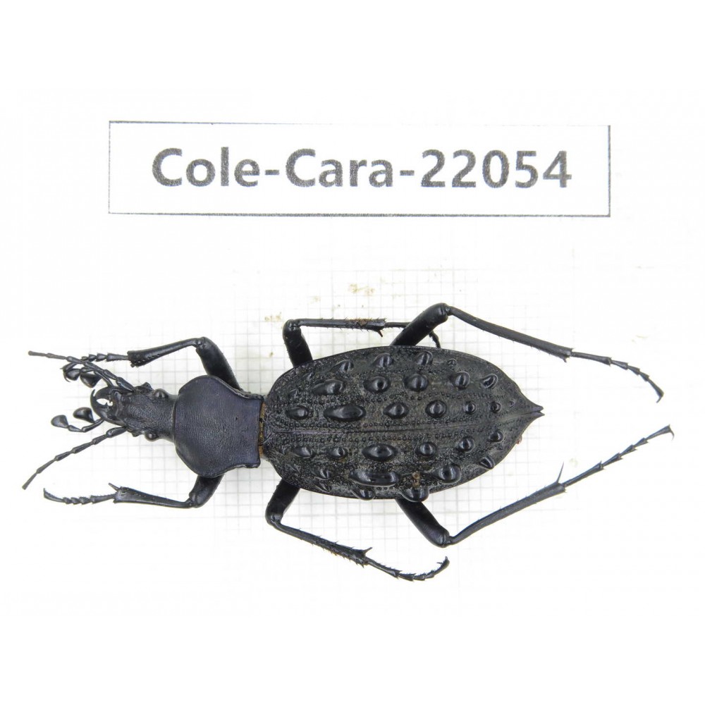 Carabidae sp. China, Yunnan, Zhaotong, Yiliang county. 1Pcs. Cole-Cara-22054.