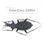 Carabidae sp. China, Yunnan, Zhaotong, Yiliang county. 1Pcs. Cole-Cara-22054.