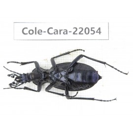 Carabidae sp. China, Yunnan, Zhaotong, Yiliang county. 1Pcs. Cole-Cara-22054.
