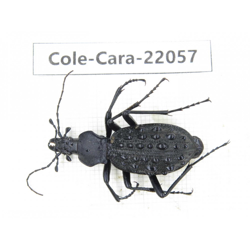 Carabidae sp. China, Yunnan, Zhaotong, Yiliang county. 1Pcs. Cole-Cara-22057.
