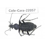 Carabidae sp. China, Yunnan, Zhaotong, Yiliang county. 1Pcs. Cole-Cara-22057.