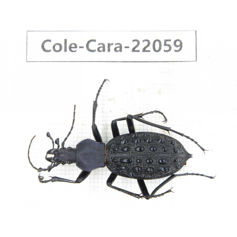 Carabidae sp. China, Yunnan, Zhaotong, Yiliang county. 1Pcs. Cole-Cara-22059.