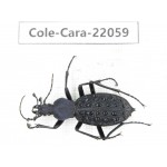 Carabidae sp. China, Yunnan, Zhaotong, Yiliang county. 1Pcs. Cole-Cara-22059.