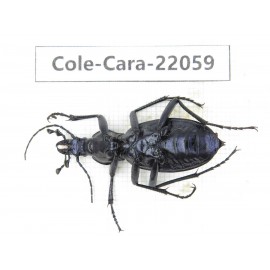Carabidae sp. China, Yunnan, Zhaotong, Yiliang county. 1Pcs. Cole-Cara-22059.