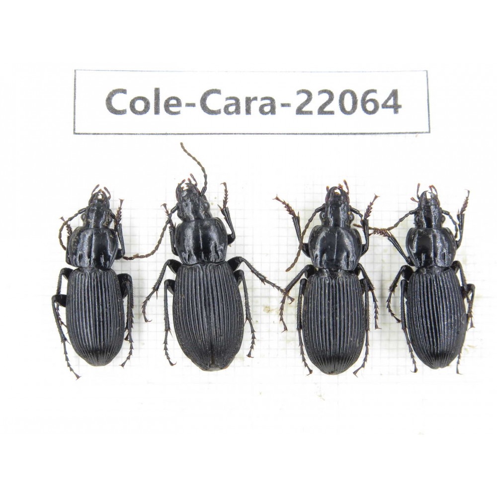 Carabidae sp. China, Yunnan, Zhaotong, Yiliang county. 4Pcs. Cole-Cara-22064.